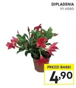 Pam DIPLADENIA in vaso offerta