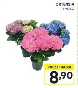 Pam ORTENSIA in vaso offerta