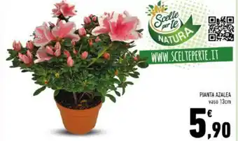 Conad Superstore PIANTA AZALEA offerta