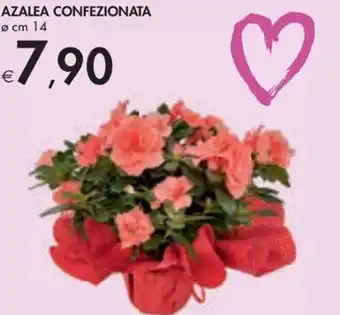 Bennet AZALEA CONFEZIONATA cm 14 offerta