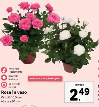 Lidl Rose in vaso offerta