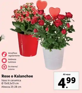 Lidl Rose o Kalanchoe offerta