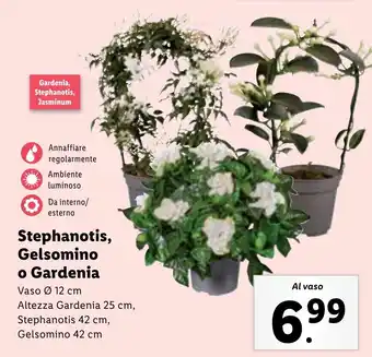 Stephanotis, Gelsomino o Gardenia