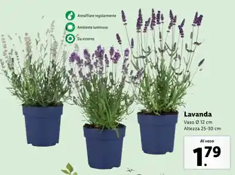 Lidl Lavanda offerta