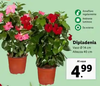 Lidl Dipladenia offerta