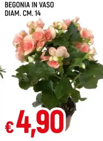 Famila Superstore BEGONIA IN VASO DIAM. CM. 14 offerta