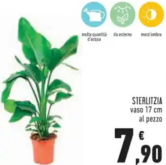 Conad Superstore STERLITZIA vaso 17 cm offerta