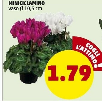 PENNY Mini ciclamino offerta