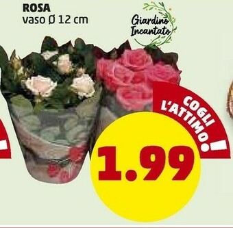 PENNY Rosa vaso offerta