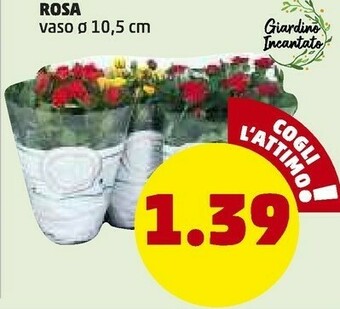 PENNY Insalata offerta