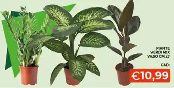 PIANTE VERDI MIX VASO CM.17