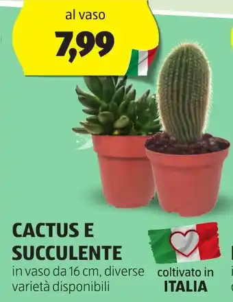 ALDI CACTUS E SUCCULENTE offerta