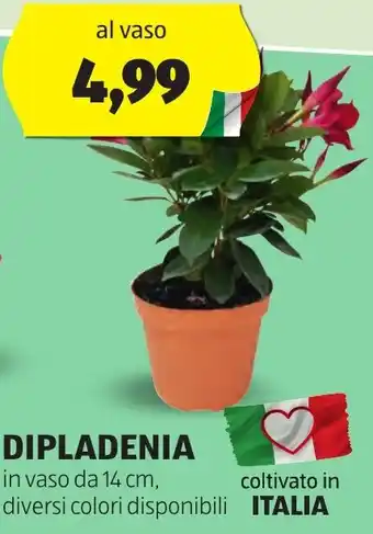 ALDI DIPLADENIA offerta