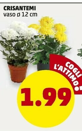 PENNY Crisantemi offerta