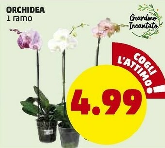 PENNY Zucca offerta