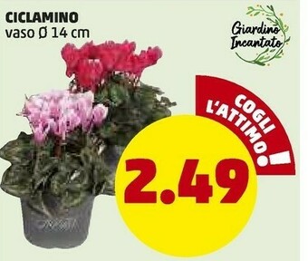 PENNY Finocchi offerta