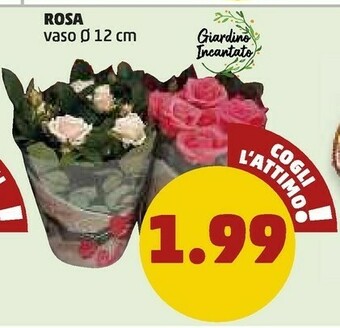 PENNY Rosa offerta