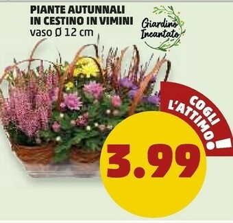 PENNY Piante autunnali in cestino in vimini offerta
