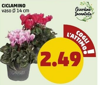 PENNY Ciclamino offerta