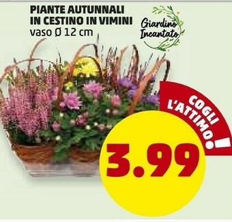 PENNY Piante autunnali in cestino in vimini offerta