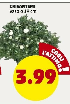 PENNY Crisantemi offerta