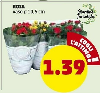 PENNY Rosa offerta