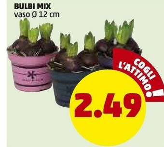 PENNY Bulbi mix offerta