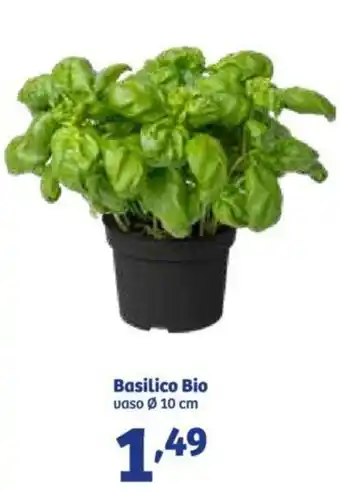 In'S Mercato Basilico Bio vaso 10 cm offerta