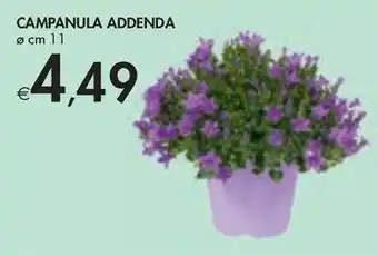 Bennet CAMPANULA ADDENDA offerta