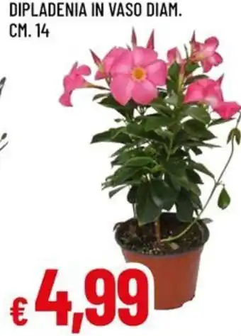 A&O DIPLADENIA IN VASO DIAM. CM. 14 offerta