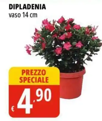Tigros DIPLADENIA vaso 14 cm offerta
