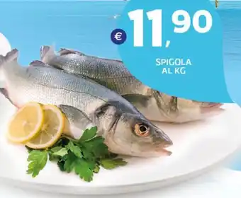 Extra Supermercati SPIGOLA offerta