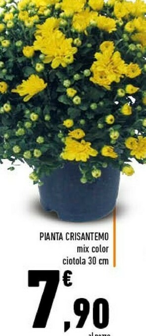 Pianta crisantemo