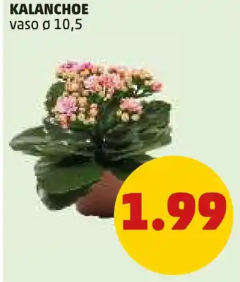 PENNY KALANCHOE vaso o 10,5 offerta