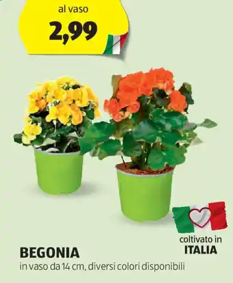 ALDI BEGONIA offerta