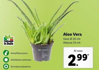 Lidl Aloe vera offerta
