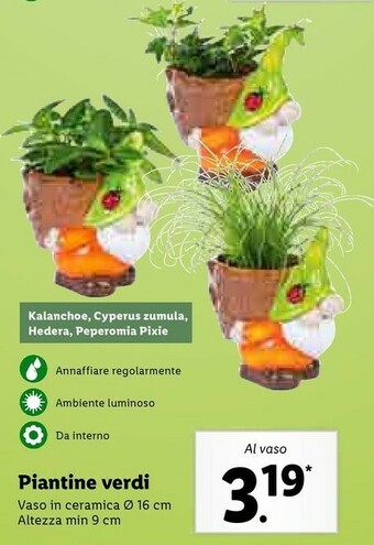 Lidl Piantine verdi offerta