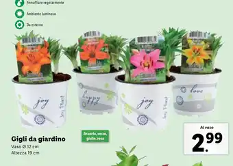 Lidl Gigli da giardino offerta