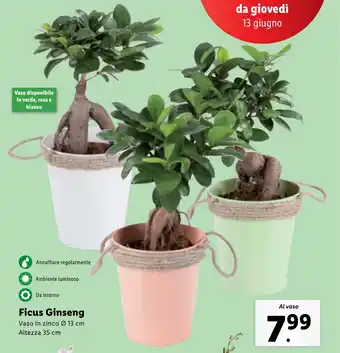 Lidl Ficus Ginseng offerta