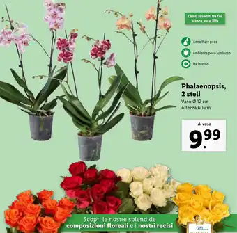 Lidl Phalaenopsis, 2 steli offerta