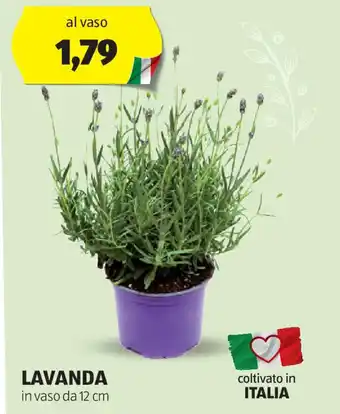 ALDI LAVANDA in vaso da 12 cm offerta