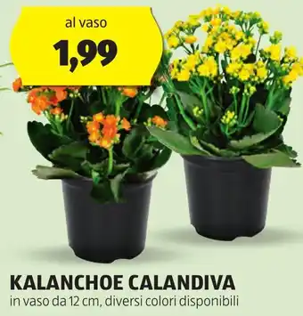ALDI KALANCHOE CALANDIVA offerta