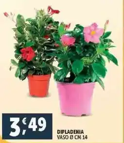 Deco Supermercati DIPLADENIA VASO Ø CM 14 offerta