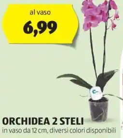 ALDI ORCHIDEA 2 STELI offerta
