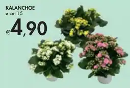 Bennet KALANCHOE offerta
