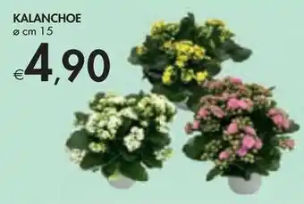 Bennet KALANCHOE offerta