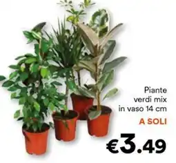 Piante verdi mix