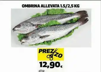 Coop Ombrina allevata offerta