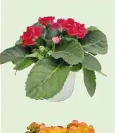 PENNY BEGONIA offerta