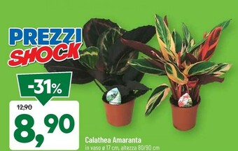 DPiù Piante offerta